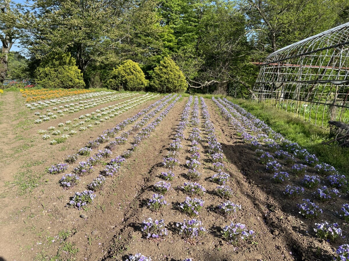 白河フラワーワールドの写真 