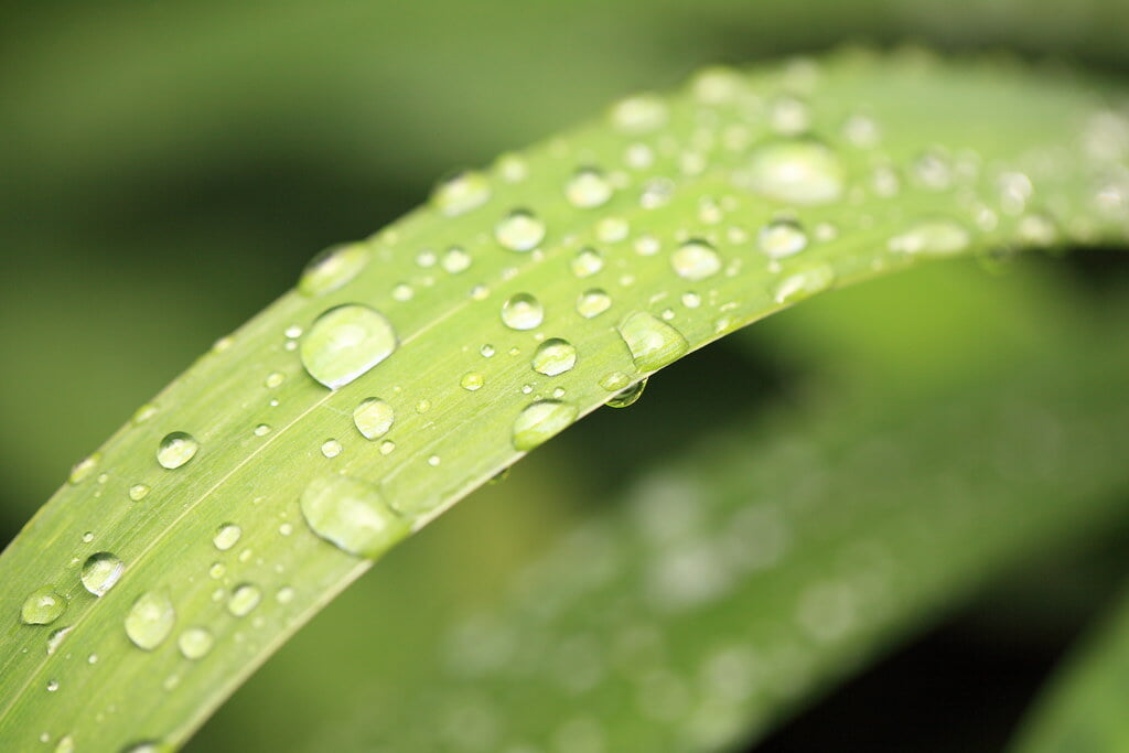 水生植物園の写真 ©TANAKA Juuyoh (田中十洋)(CC BY 2.0)