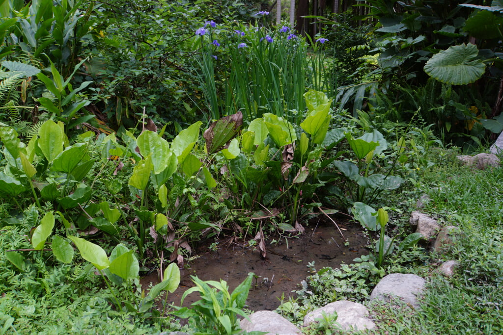 水生植物園の写真 ©lienyuan lee(CC BY 3.0)