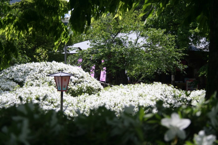 松ヶ池公園（白つつじ公園）の写真 写真提供:山形県長井市