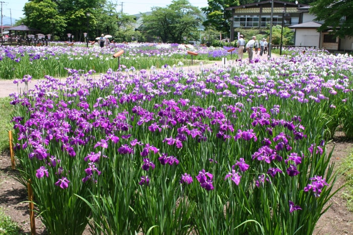 あやめ公園の写真 写真提供:山形県長井市