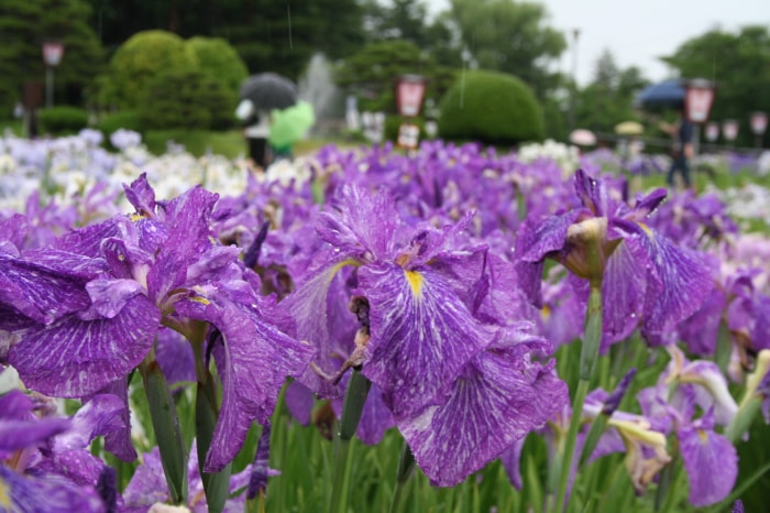 あやめ公園の写真 写真提供:山形県長井市