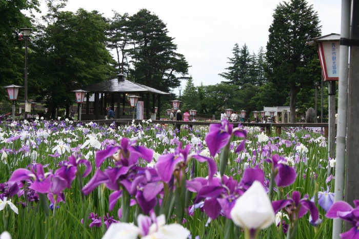 あやめ公園の写真 写真提供:山形県長井市