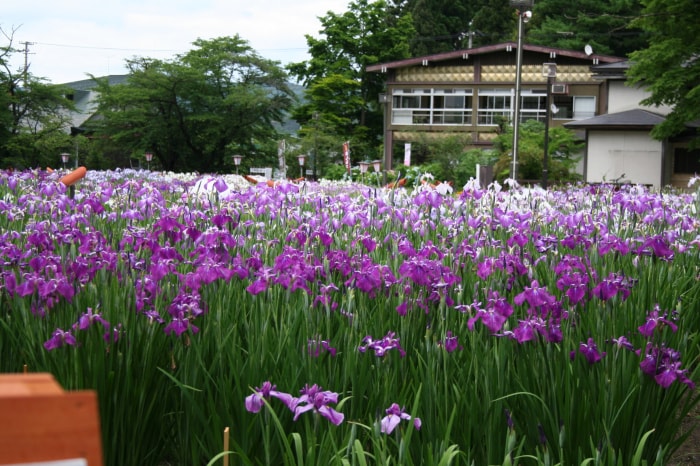 あやめ公園の写真 写真提供:山形県長井市