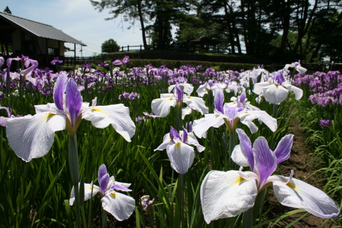 あやめ公園の写真 写真提供:山形県長井市