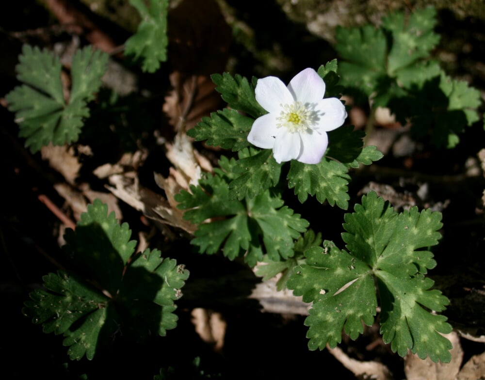 舟伏山の写真 ©Alpsdake(CC BY-SA 3.0)