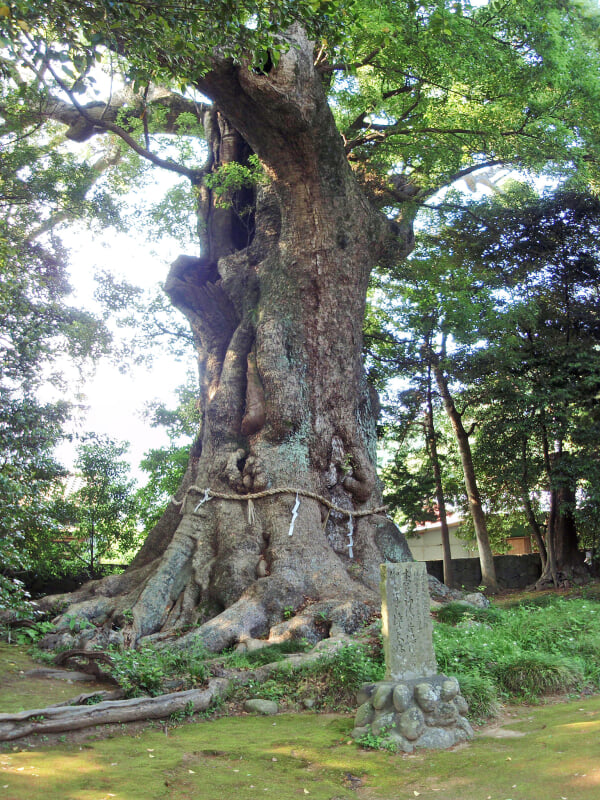 来宮神社の写真 ©Batholith(Public domain)