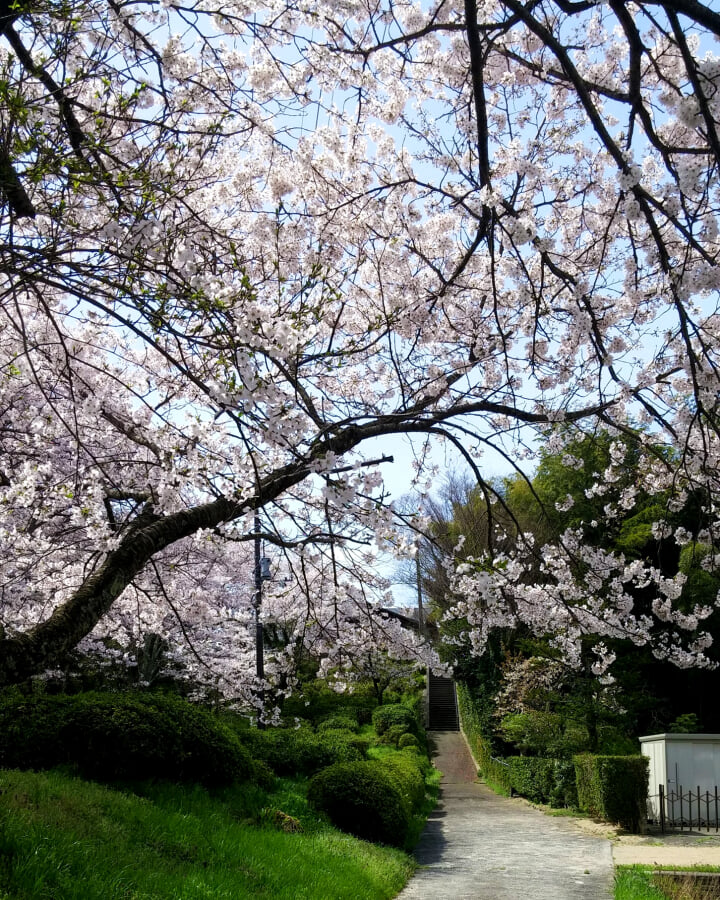 斐川公園の写真 