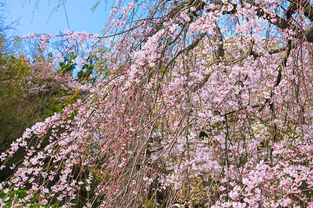 斐川公園の写真 