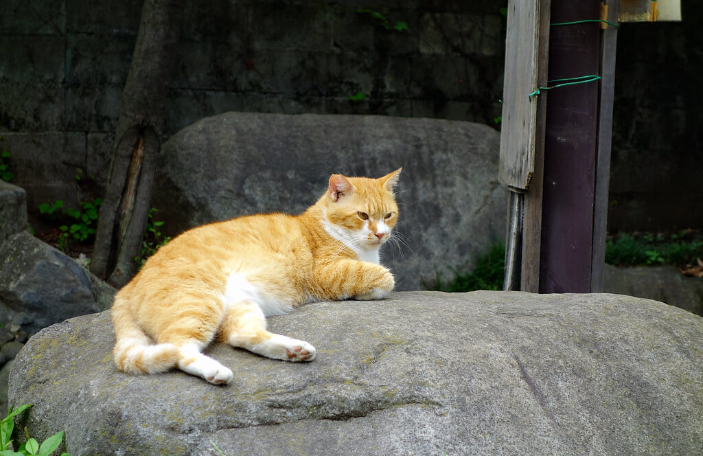 石神井川緑道の写真 ©t-miki(CC BY-ND 2.0)