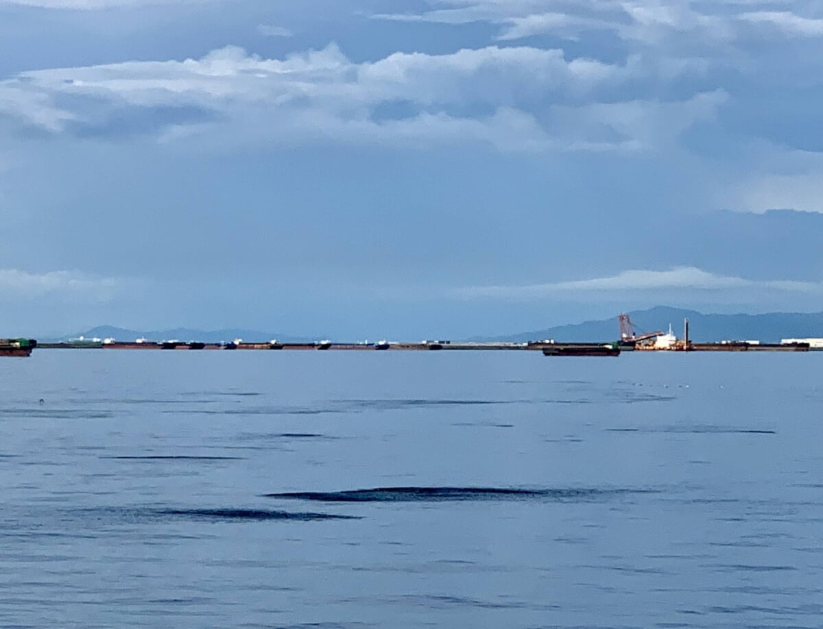 鳴尾浜臨海公園の写真 