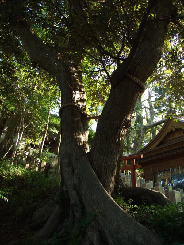 大鷲神社の写真 ©mossygajud(CC BY-ND 2.0)