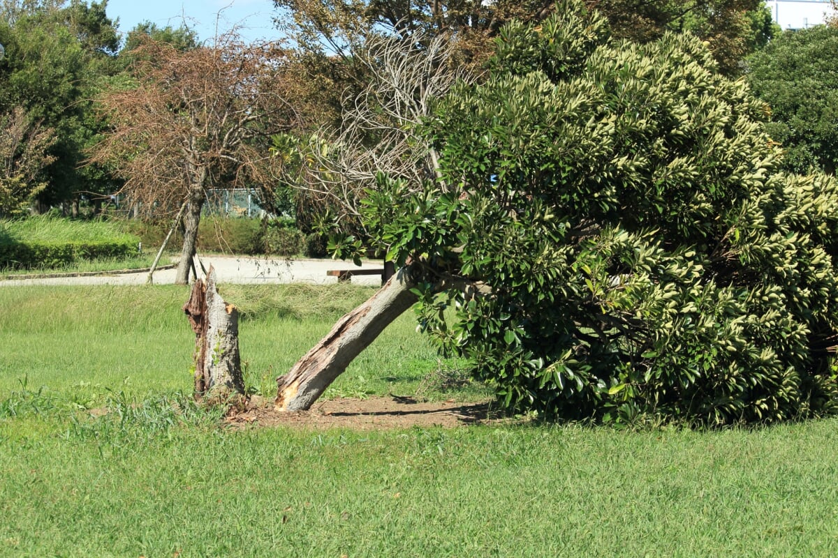 高丘公園の写真 