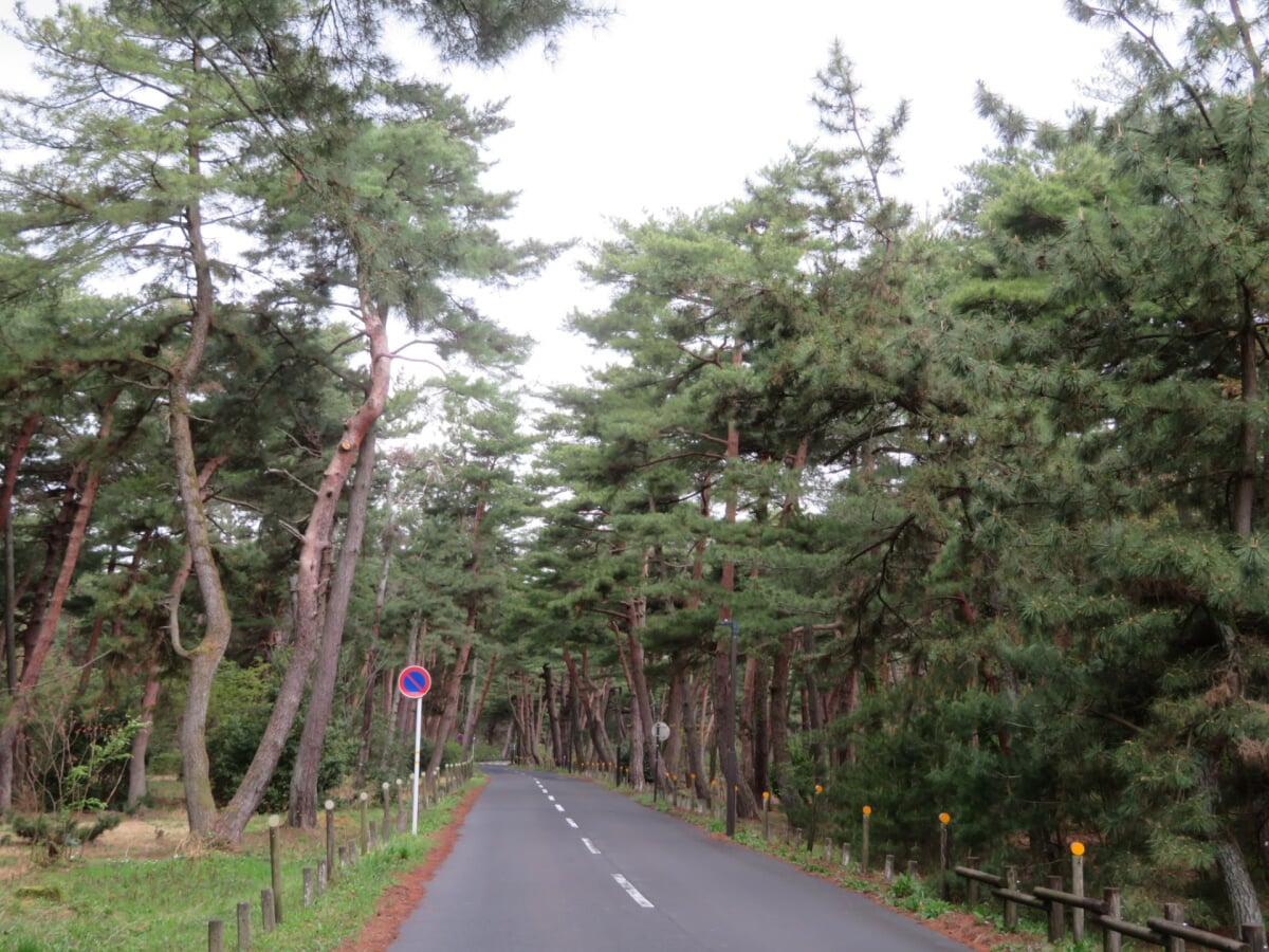 気比の松原(松原公園)の写真 