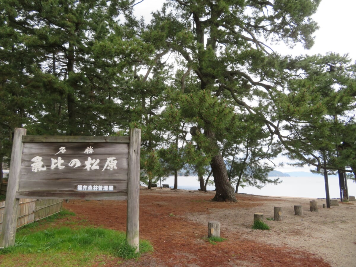 気比の松原(松原公園)の写真 