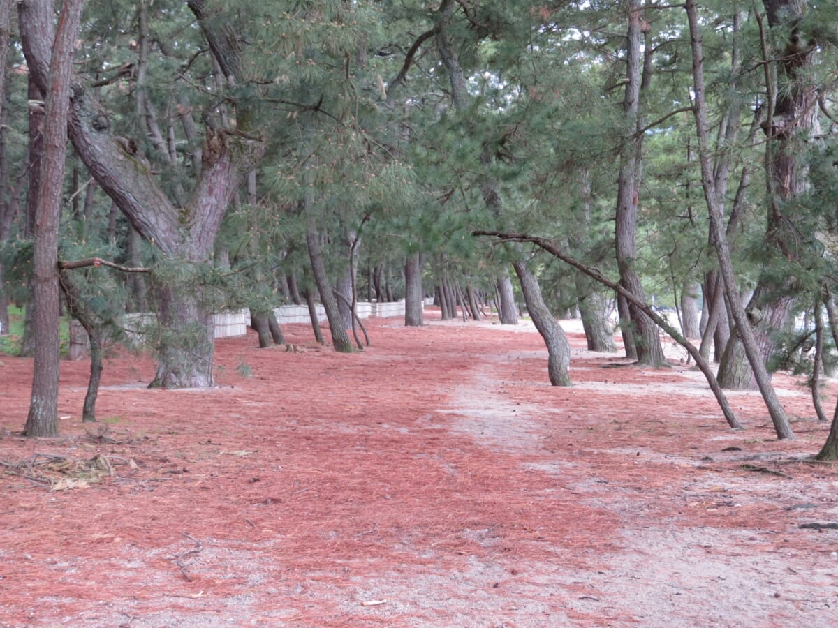 気比の松原(松原公園)の写真 