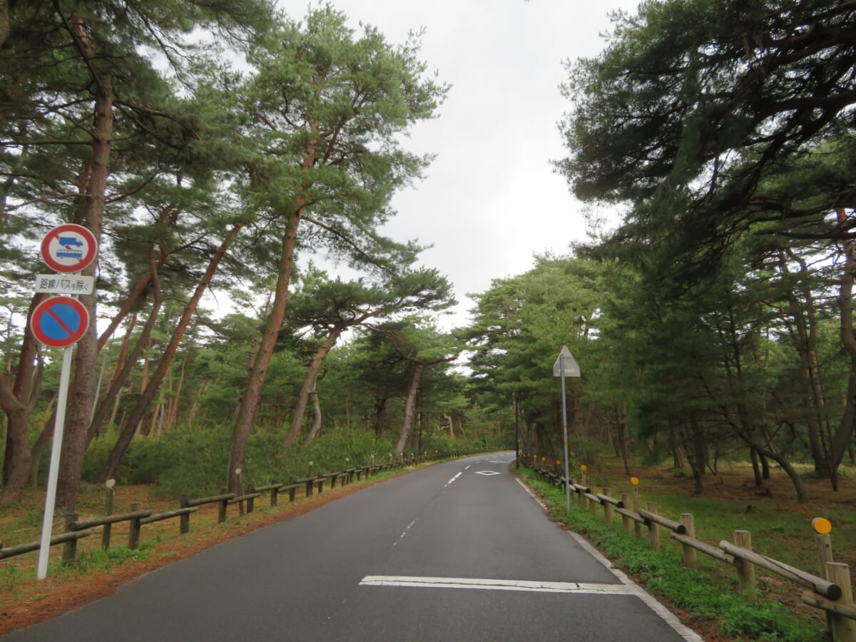 気比の松原(松原公園)の写真 