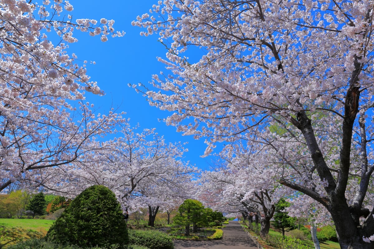 手宮緑化植物園の写真 