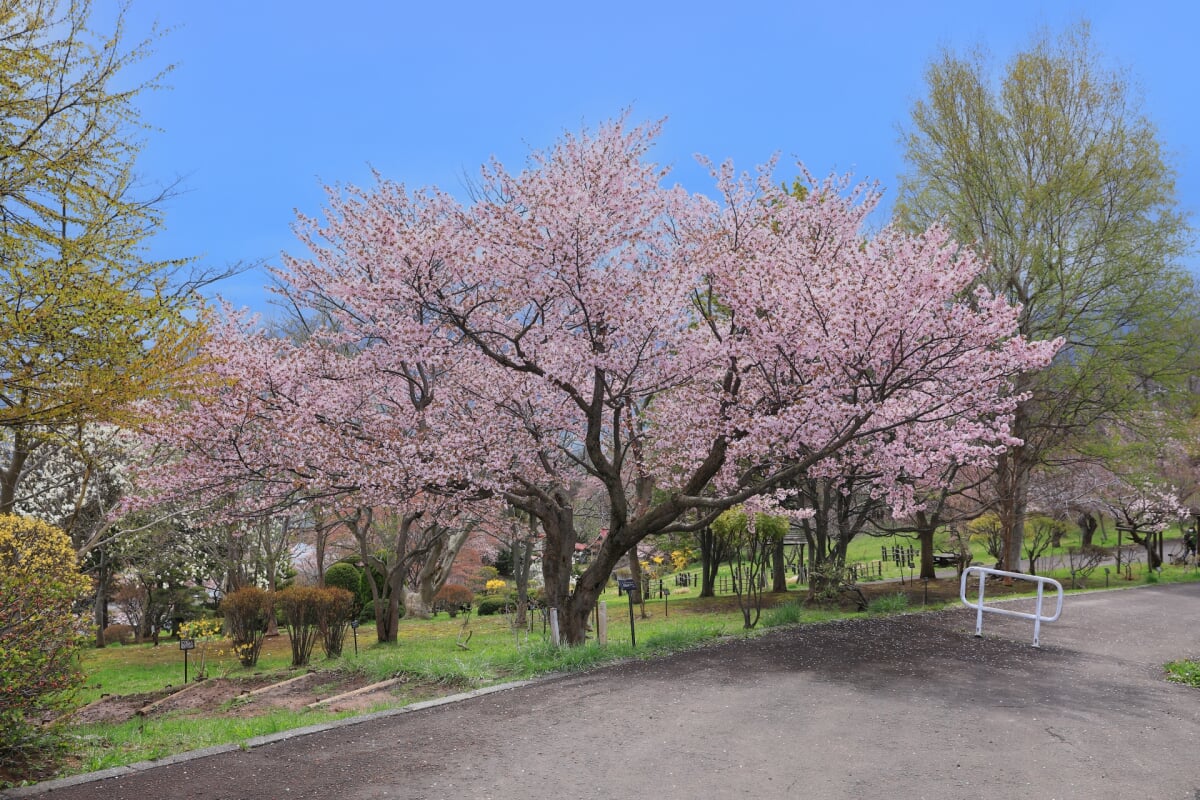 手宮緑化植物園の写真 