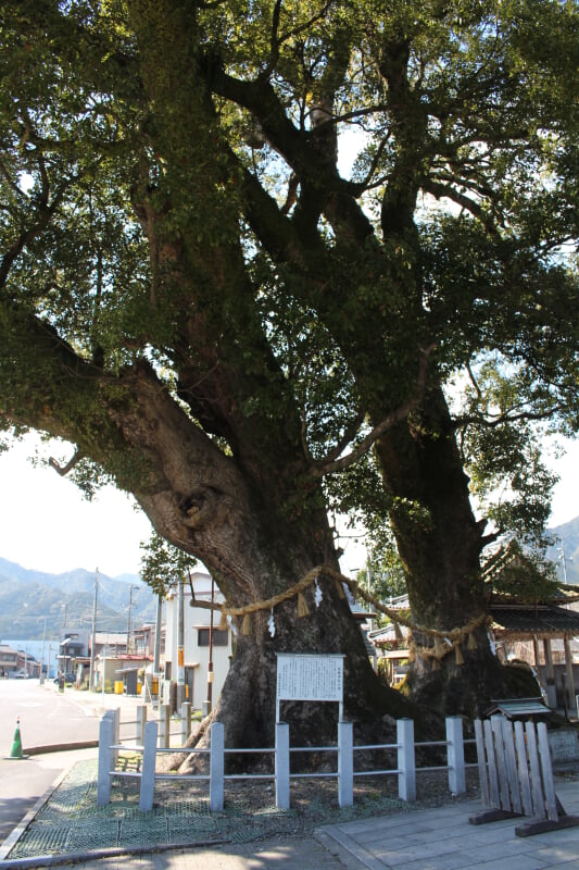 尾鷲神社の写真 ©Alpsdake(CC BY-SA 4.0)