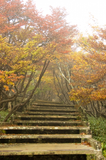 大台ケ原の写真 