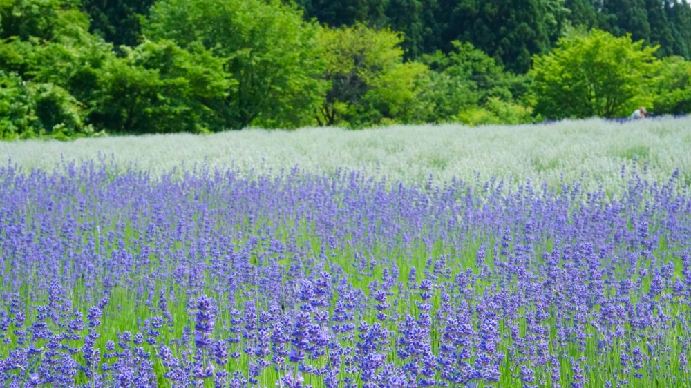 美郷町ラベンダー園の写真 ©掬茶(CC BY-SA 4.0)