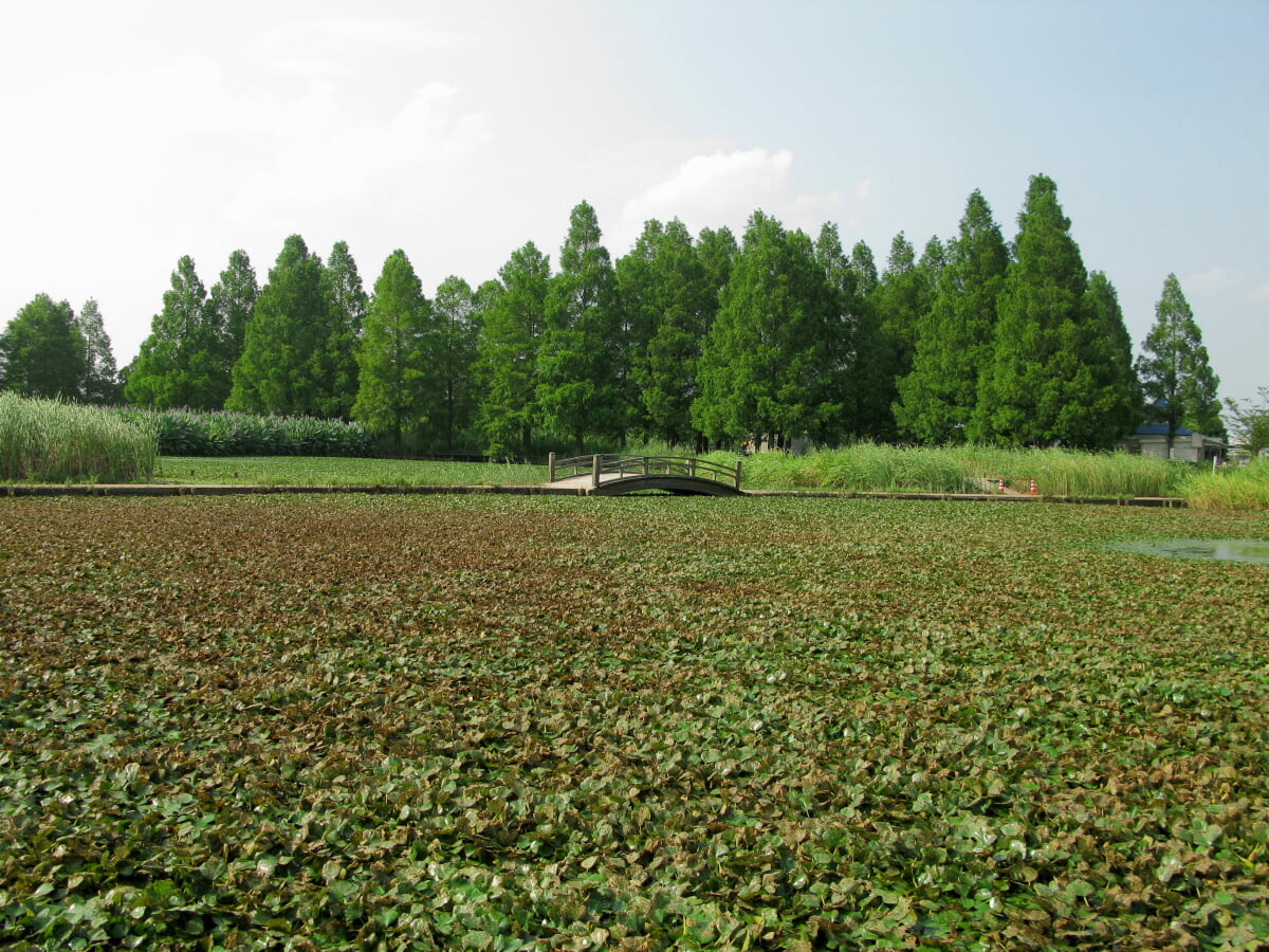 羽生水郷公園の写真 ©京浜にけ(CC BY-SA 3.0)