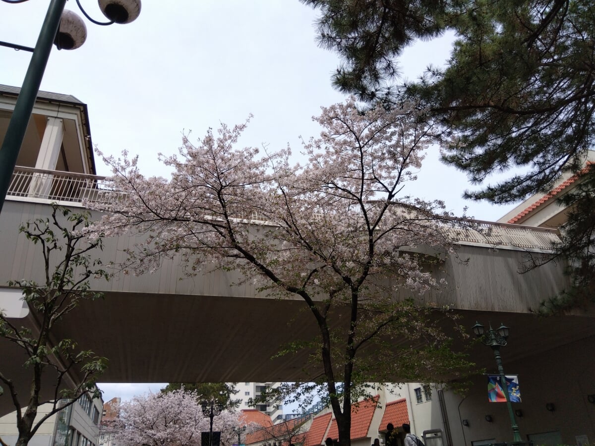 花のみち・さくら橋公園の写真 