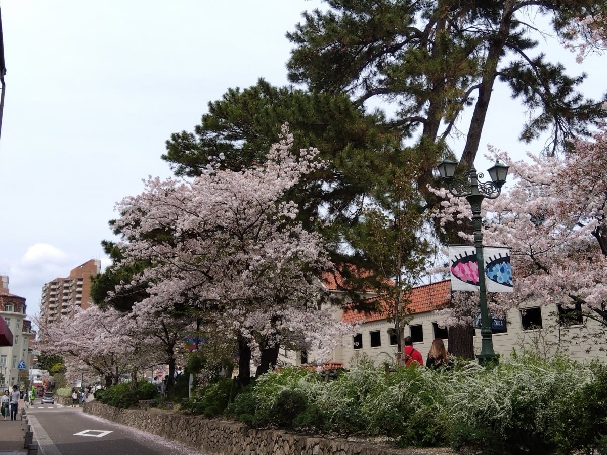 花のみち・さくら橋公園の写真 