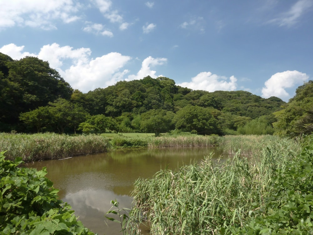 池子の森自然公園の写真 ©Quercus(CC BY-SA 4.0)