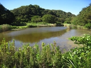 池子の森自然公園の写真 出典:神奈川県/神奈川県オープンデータ(CC BY 4.0)