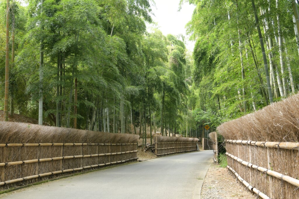 京都市洛西竹林公園の写真 