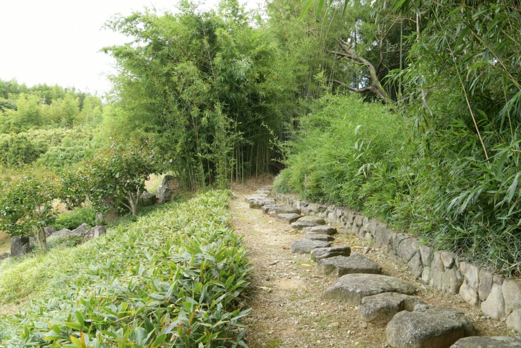 京都市洛西竹林公園の写真 