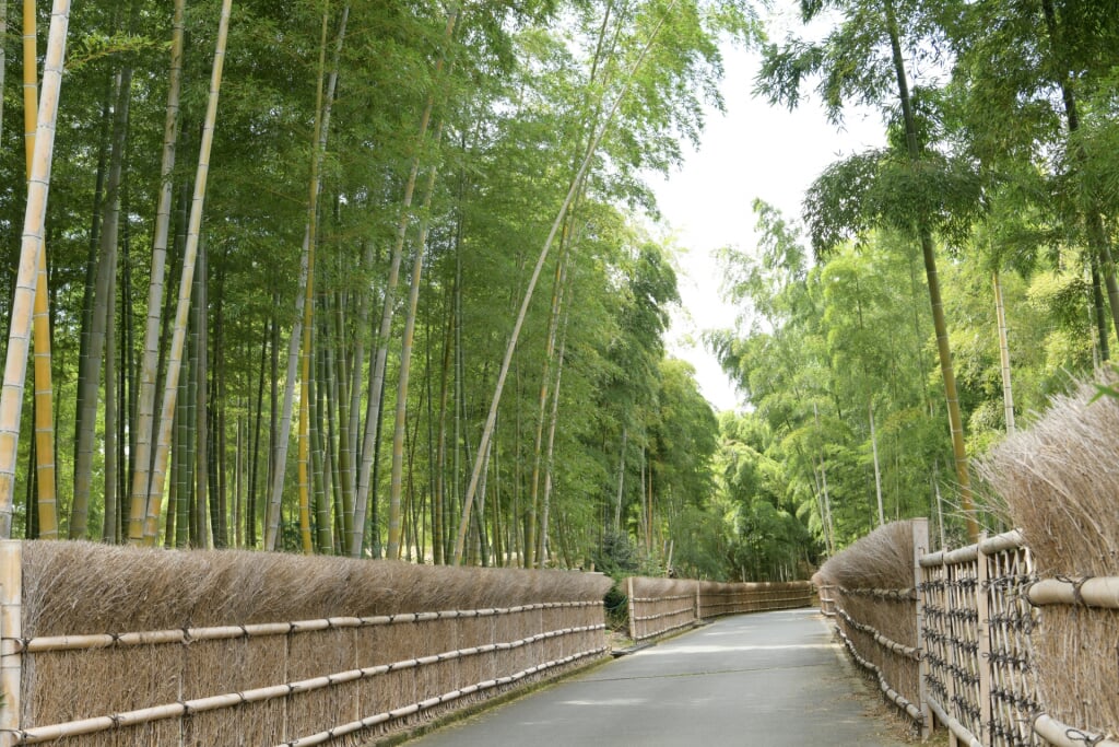 京都市洛西竹林公園の写真 