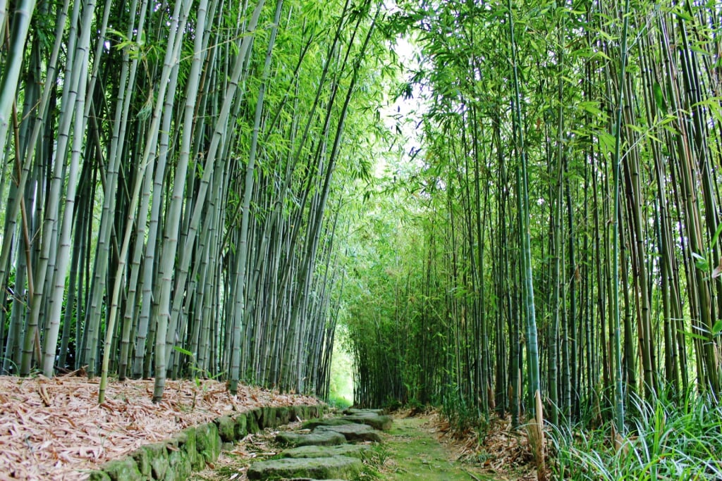 京都市洛西竹林公園の写真 