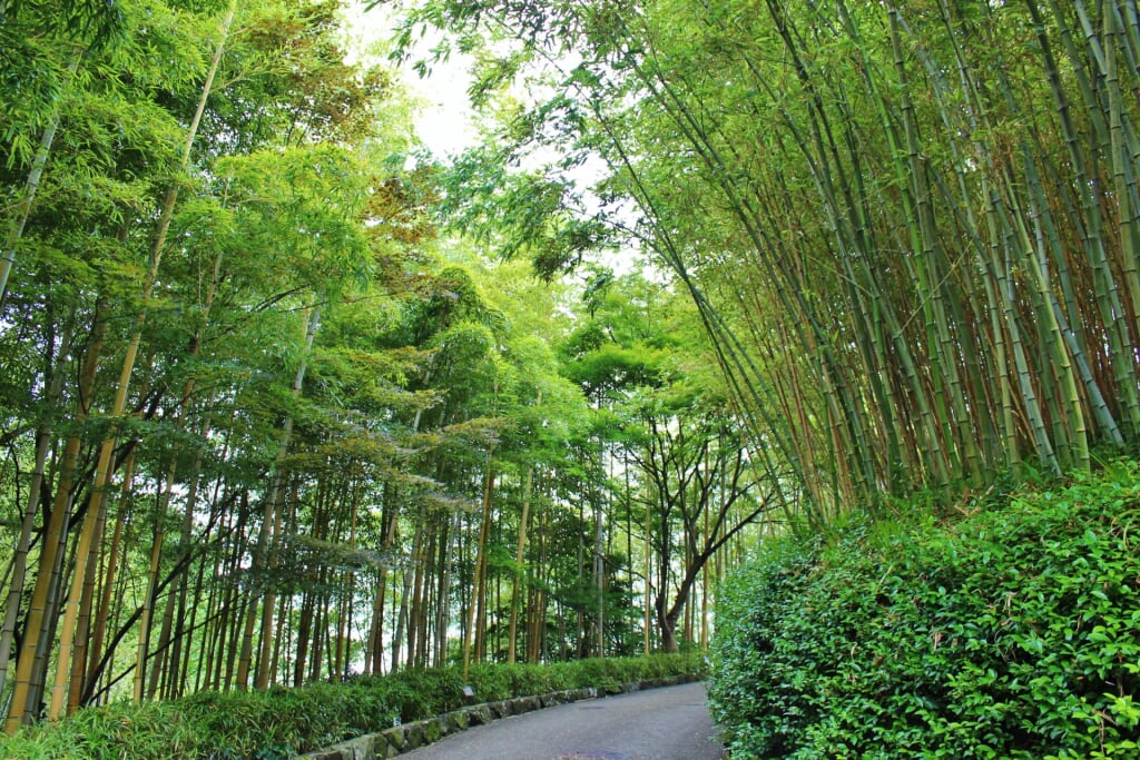 京都市洛西竹林公園の写真 