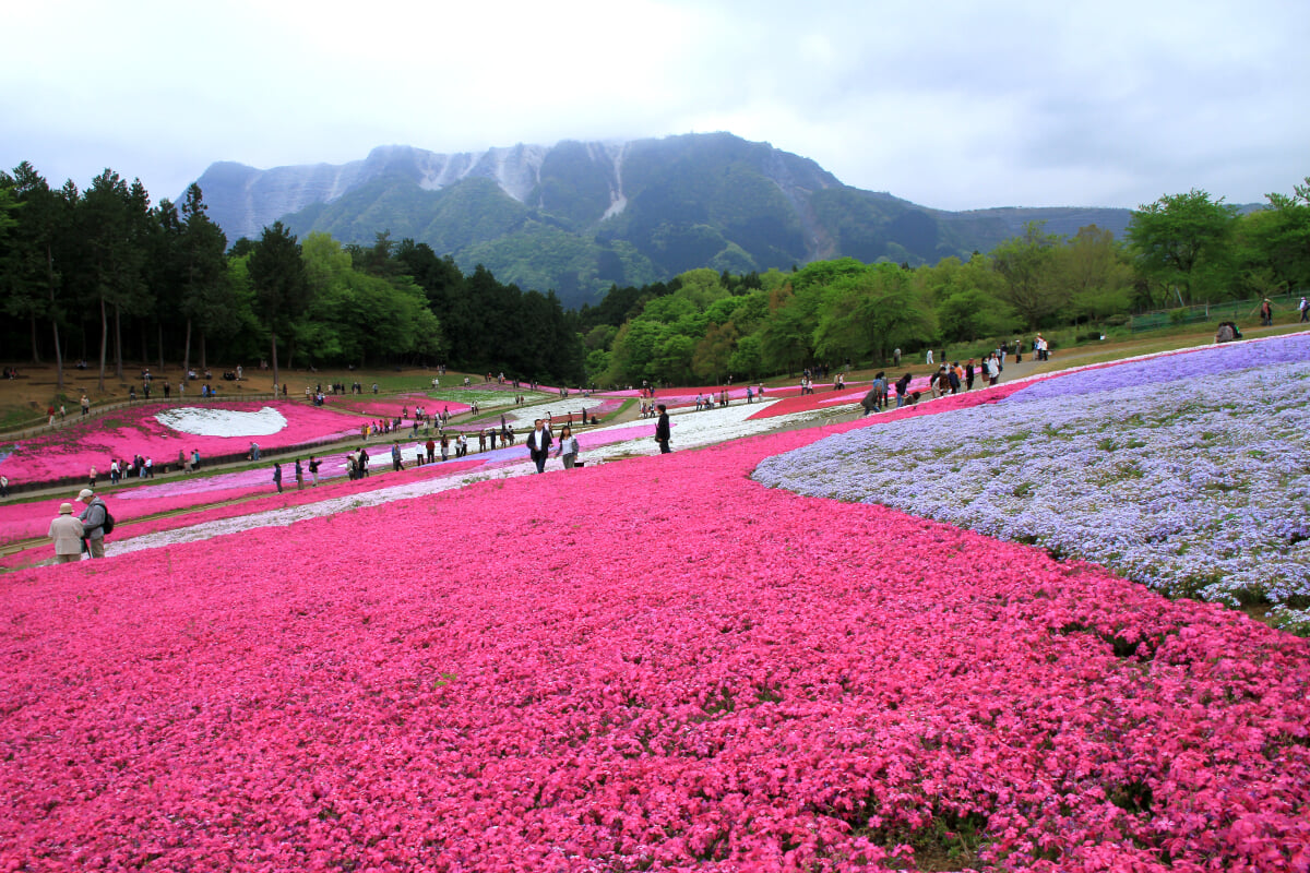 羊山公園の写真 ©京浜にけ(CC BY-SA 3.0)
