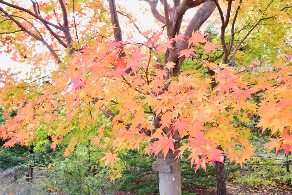 札幌市平岡樹芸センターの写真 