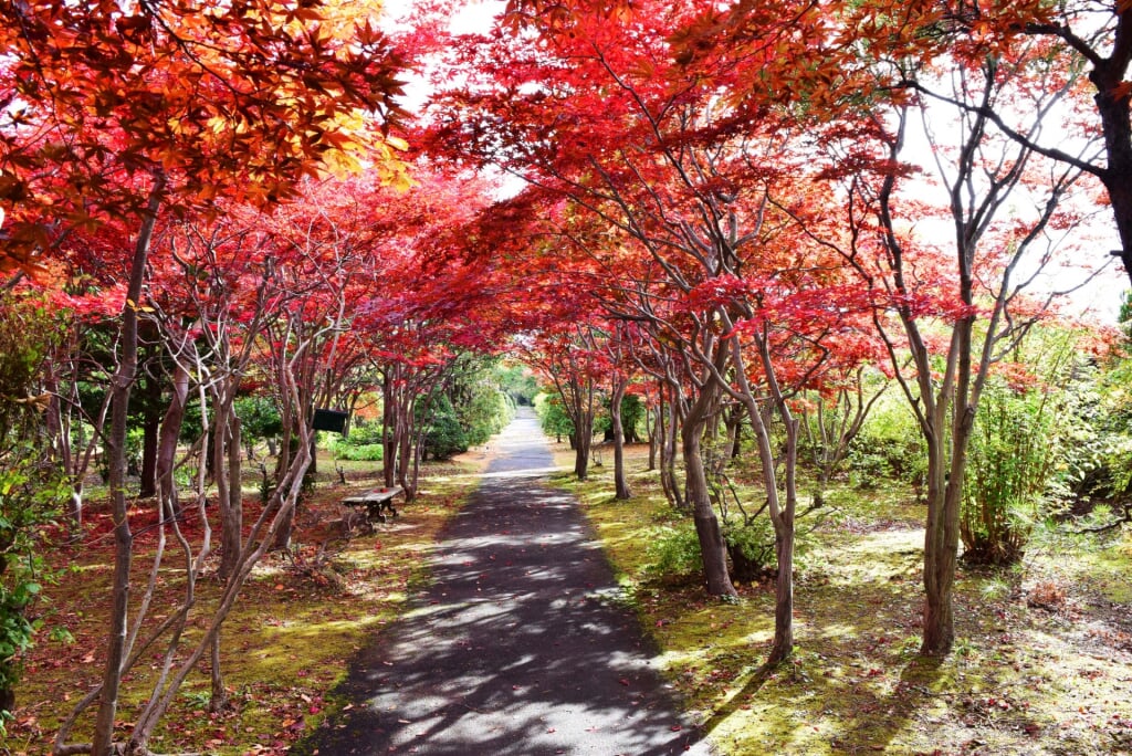 札幌市平岡樹芸センターの写真 