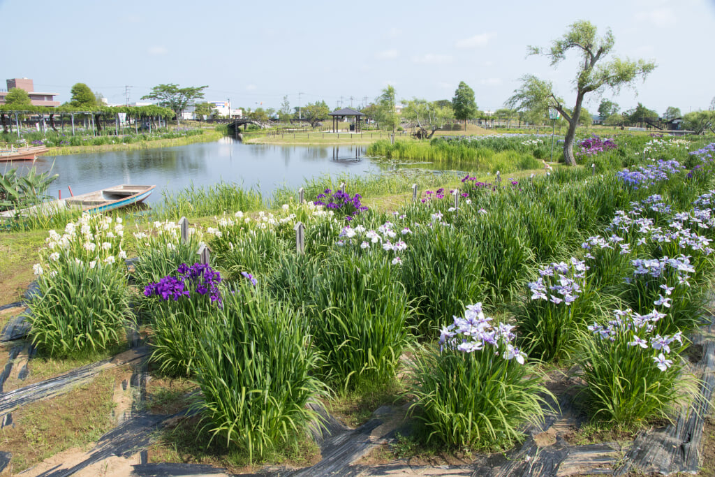 水郷佐原あやめパークの写真 ©Σ64(CC BY 4.0)