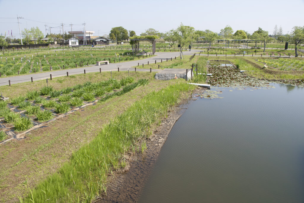 水郷佐原あやめパークの写真 ©Σ64(CC BY 4.0)