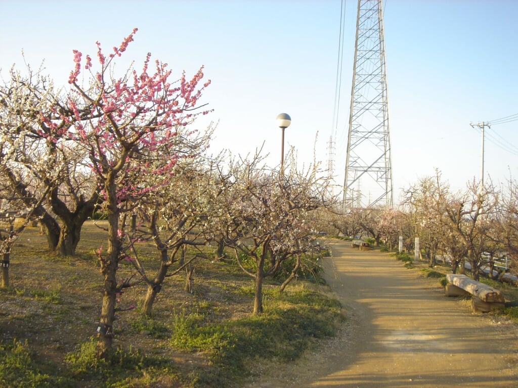 安八百梅園の写真 ©Monami(CC-BY-SA-3.0)