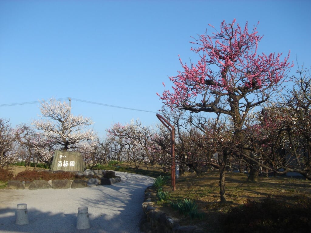 安八百梅園の写真 ©Monami(CC-BY-SA-3.0)