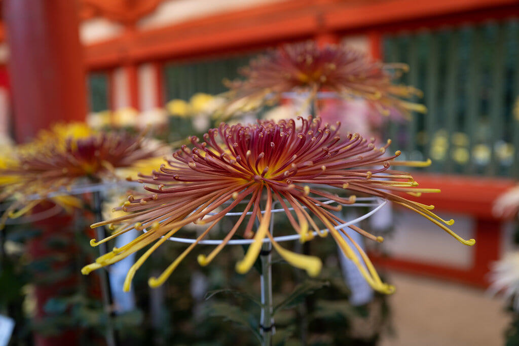 武蔵一宮氷川神社の写真 ©Zengame(CC BY 2.0)