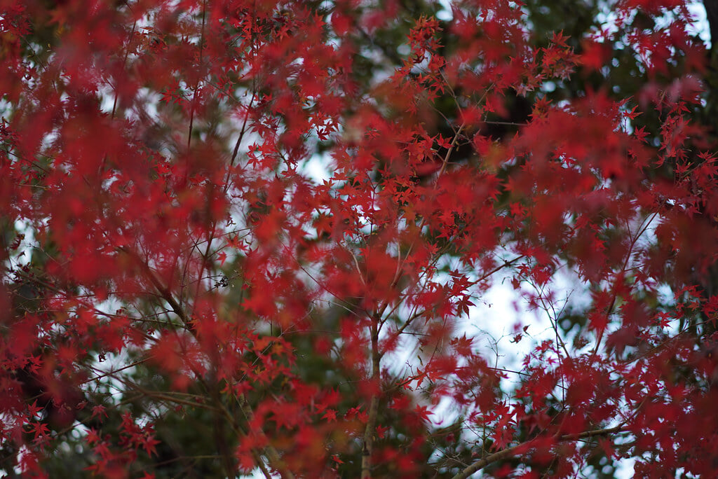 武蔵一宮氷川神社の写真 ©Zengame(CC BY 2.0)