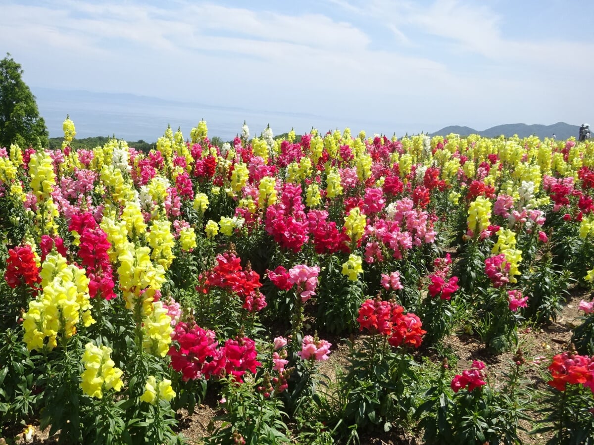 あわじ花さじきの写真 ©アトさん(CC0)