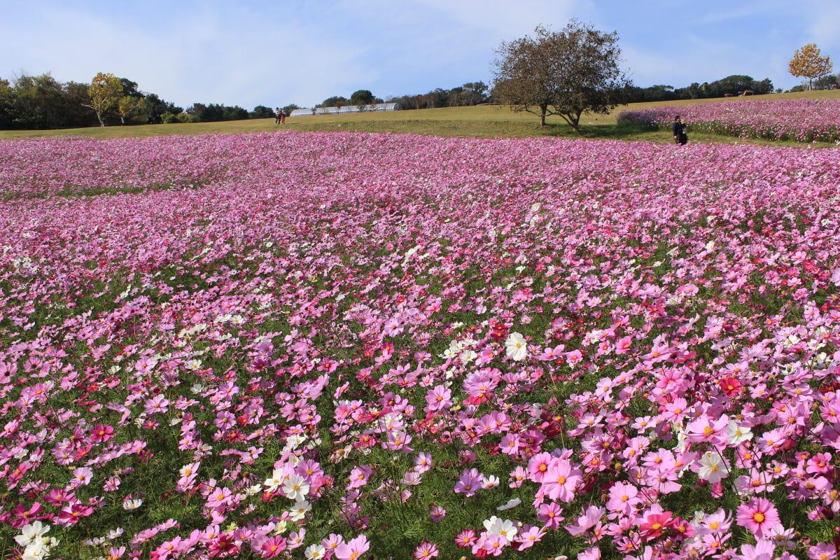 あわじ花さじきの写真 ©Akas1950(CC BY-SA 4.0)