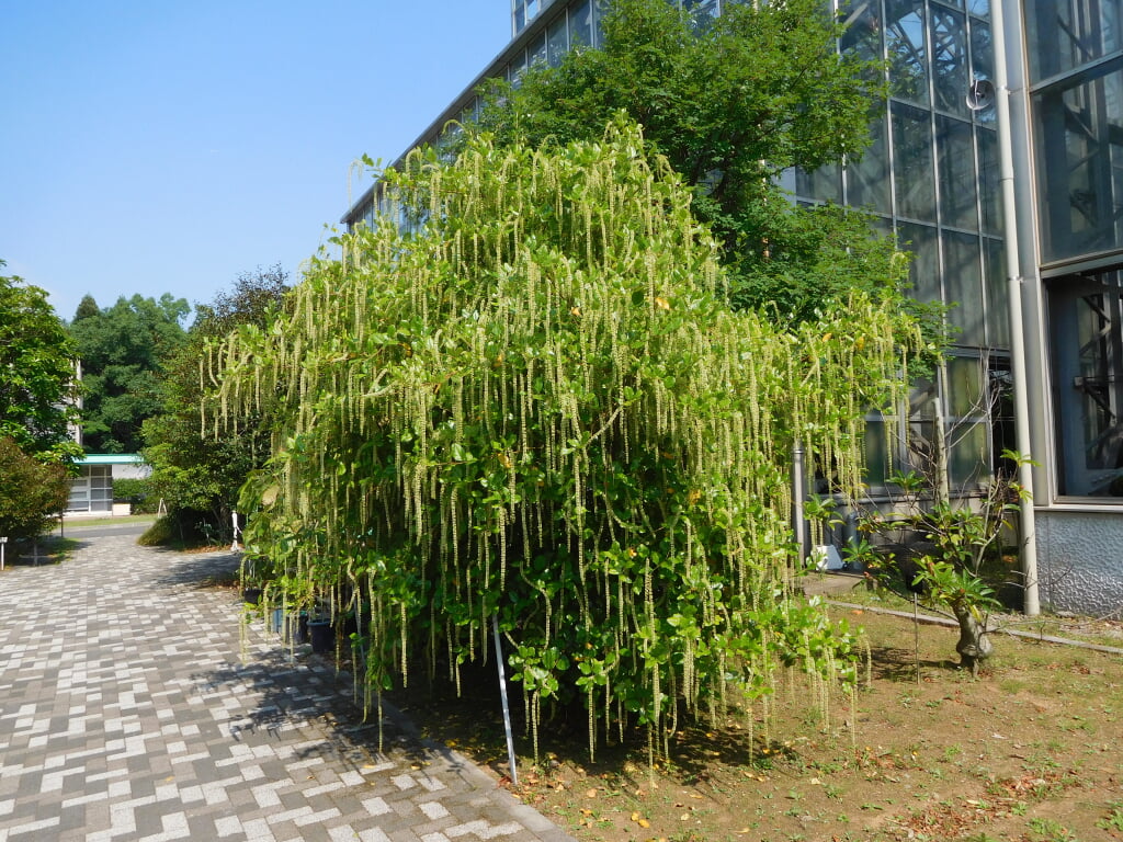 国立科学博物館 筑波実験植物園の写真 ©Miyuki(CC BY-SA 4.0)