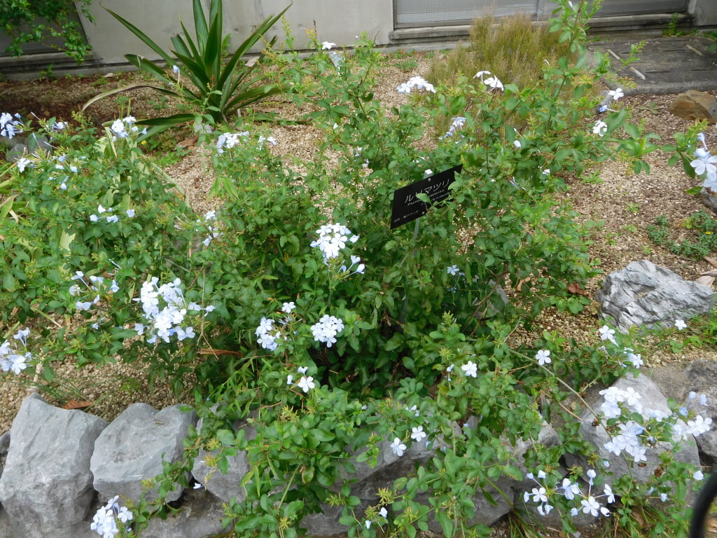 国立科学博物館 筑波実験植物園の写真 ©Miyuki(CC BY-SA 4.0)