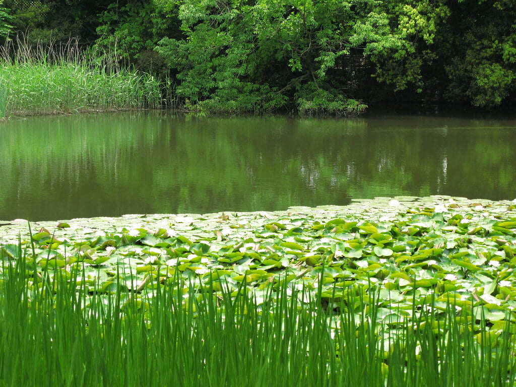 国立科学博物館 筑波実験植物園の写真 ©TANAKA Juuyoh (田中十洋)(CC BY 2.0)